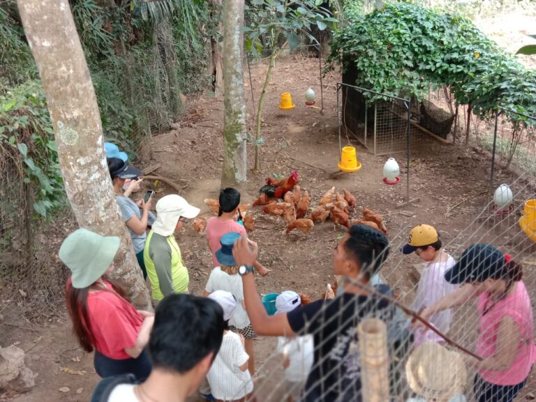 Kul-Kul Farm Animal Tour