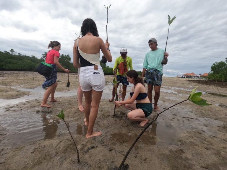 Mangrove Planting
