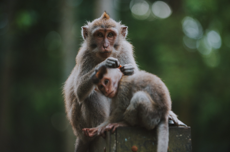 Monkey Forest visit