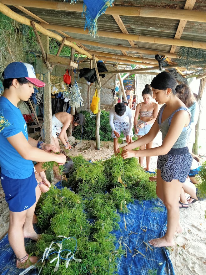 Seaweed Farming